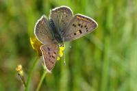 Lycaena tityrus