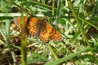 Melitaea parthenoides