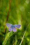 Polyommatus icarus