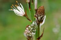 Anthocharis cardamines