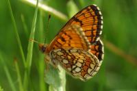 Melitaea parthenoides