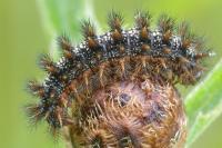 Melitaea phoebe
