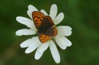 Lycaena tityrus