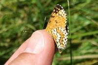 Melitaea cinxia
