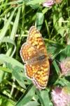 Melitaea phoebe