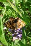 Melitaea phoebe
