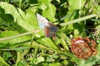 Aricia agestis