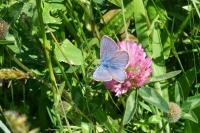 Cyaniris semiargus