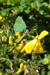 Callophrys rubi