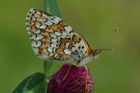 Melitaea phoebe