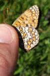 Melitaea phoebe