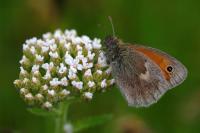Coenonympha pamphilus
