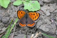 Lycaena phlaeas