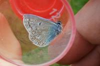 Polyommatus icarus