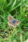 Aricia agestis