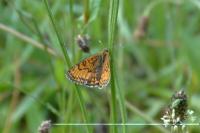Melitaea parthenoides