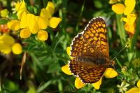 Melitaea cinxia