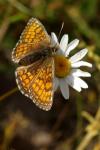 Melitaea parthenoides