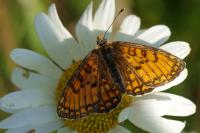Melitaea parthenoides