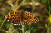 Melitaea phoebe