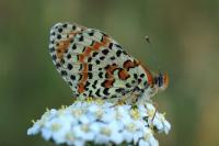Melitaea didyma