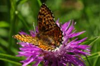 Melitaea didyma