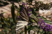 Iphiclides podalirius