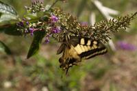 Papilio machaon