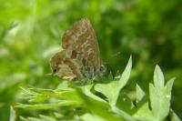 Cacyreus marshalli