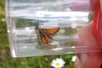 Thymelicus lineola