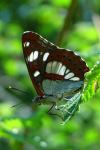 Limenitis reducta