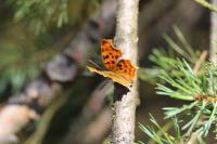 Polygonia c-album
