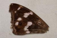 Apatura iris