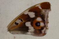 Apatura iris