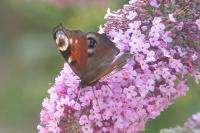 Aglais io