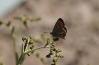 Aricia agestis