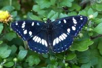 Limenitis reducta