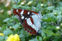Limenitis reducta