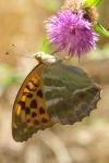 Argynnis paphia