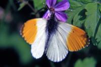 Anthocharis cardamines