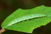 Gonepteryx rhamni