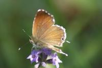 Cacyreus marshalli