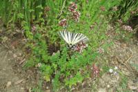 Iphiclides podalirius