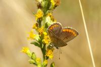 Aricia agestis