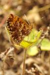 Boloria dia
