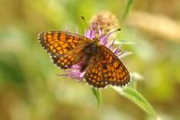 Melitaea parthenoides