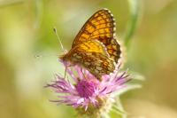 Melitaea parthenoides