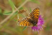 Melitaea parthenoides