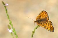 Melitaea cinxia