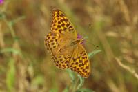 Argynnis paphia